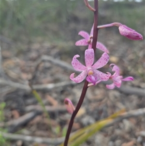 Dipodium roseum at Captains Flat, NSW - suppressed