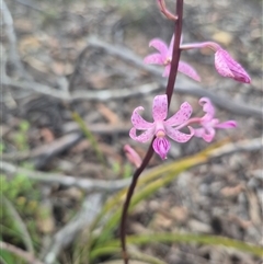 Dipodium roseum at Captains Flat, NSW - suppressed