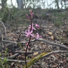 Dipodium roseum at Captains Flat, NSW - suppressed