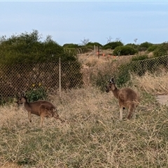 Macropus fuliginosus at Kalbarri, WA - 19 Oct 2024 by HelenCross