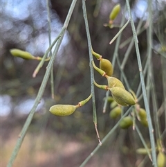 Unidentified Plant at Kalbarri, WA - 19 Oct 2024 by HelenCross