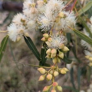 Unidentified Gum Tree at Kalbarri, WA by HelenCross