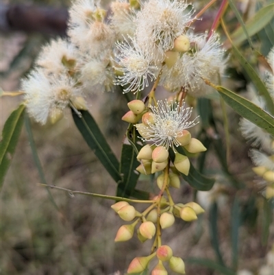 Unverified Gum Tree at Kalbarri, WA - 20 Oct 2024 by HelenCross