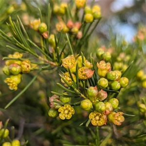 Unidentified Other Shrub at Kalbarri, WA by HelenCross