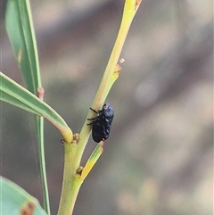 Chaetophyes compacta (Tube spittlebug) at Captains Flat, NSW - 13 Dec 2024 by clarehoneydove