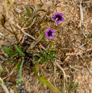 Unidentified Other Wildflower or Herb at Kalbarri, WA by HelenCross