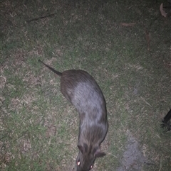 Potorous tridactylus at Lake Tabourie, NSW - 13 Dec 2024 08:54 PM
