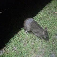 Potorous tridactylus at Lake Tabourie, NSW - 13 Dec 2024 08:54 PM