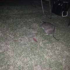 Potorous tridactylus at Lake Tabourie, NSW - 13 Dec 2024 08:54 PM