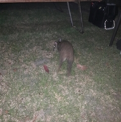 Potorous tridactylus at Lake Tabourie, NSW - 13 Dec 2024 08:54 PM