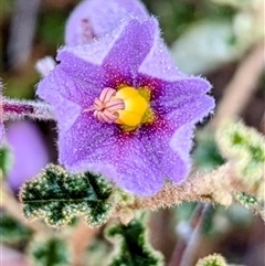 Unidentified Other Wildflower or Herb at Kalbarri, WA - 20 Oct 2024 by HelenCross