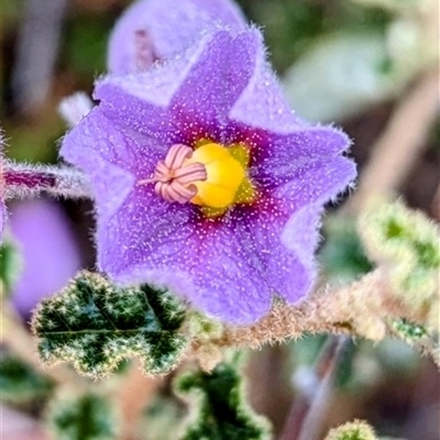 Unidentified Other Wildflower or Herb at Kalbarri, WA - 20 Oct 2024 by HelenCross