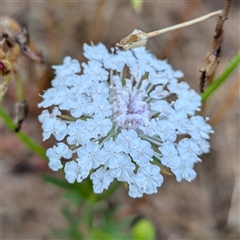 Unidentified Other Wildflower or Herb at Kalbarri, WA - 20 Oct 2024 by HelenCross