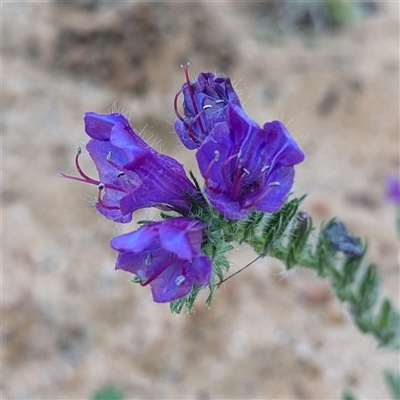 Unverified Plant at Kalbarri, WA - 21 Oct 2024 by HelenCross