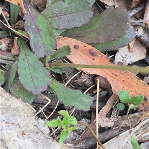 Brachyscome spathulata at Captains Flat, NSW - 13 Dec 2024