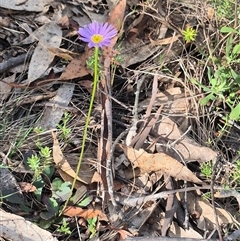 Brachyscome spathulata at Captains Flat, NSW - 13 Dec 2024