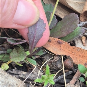 Brachyscome spathulata at Captains Flat, NSW - 13 Dec 2024