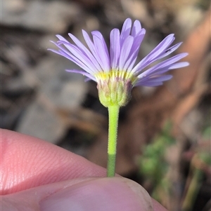 Brachyscome spathulata at Captains Flat, NSW - 13 Dec 2024