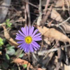 Brachyscome spathulata at Captains Flat, NSW - 13 Dec 2024