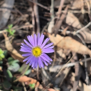 Brachyscome spathulata at Captains Flat, NSW - 13 Dec 2024