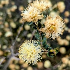 Unverified Other Shrub at Kalbarri, WA - 21 Oct 2024 by HelenCross