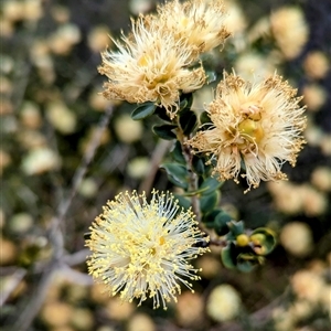 Unidentified Other Shrub at Kalbarri, WA by HelenCross