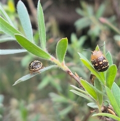 Paropsis pictipennis (Tea-tree button beetle) at Captains Flat, NSW - 13 Dec 2024 by clarehoneydove