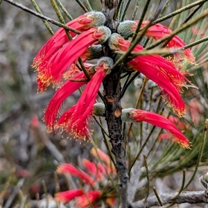 Unidentified Other Shrub at Kalbarri, WA by HelenCross