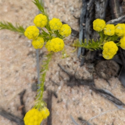 Unverified Other Wildflower or Herb at Kalbarri, WA - 21 Oct 2024 by HelenCross