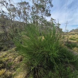 Cytisus scoparius subsp. scoparius at Captains Flat, NSW - 13 Dec 2024