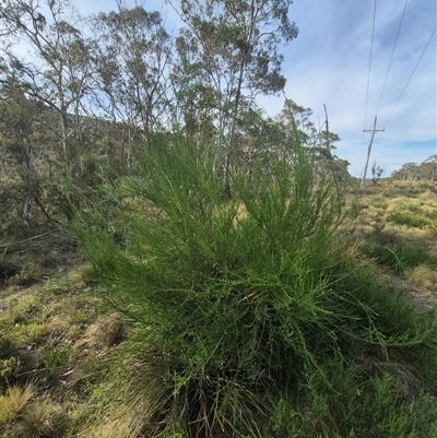 Cytisus scoparius subsp. scoparius (Scotch Broom, Broom, English Broom) at Captains Flat, NSW - 13 Dec 2024 by clarehoneydove