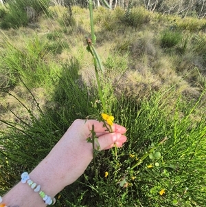 Cytisus scoparius subsp. scoparius at Captains Flat, NSW - 13 Dec 2024