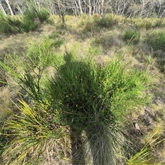 Cytisus scoparius subsp. scoparius at Captains Flat, NSW - 13 Dec 2024