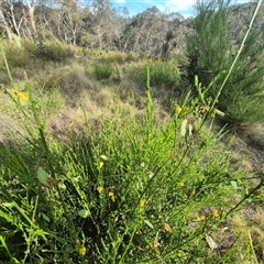 Cytisus scoparius subsp. scoparius at Captains Flat, NSW - 13 Dec 2024