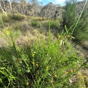 Cytisus scoparius subsp. scoparius at Captains Flat, NSW - 13 Dec 2024