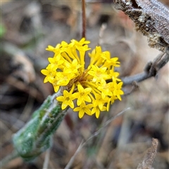 Unidentified Other Wildflower or Herb at Kalbarri, WA - 20 Oct 2024 by HelenCross