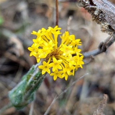 Unidentified Other Wildflower or Herb at Kalbarri, WA - 20 Oct 2024 by HelenCross