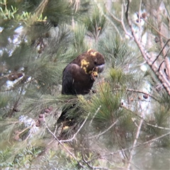 Calyptorhynchus lathami lathami (Glossy Black-Cockatoo) at Tallong, NSW - 11 Jul 2024 by GITM1