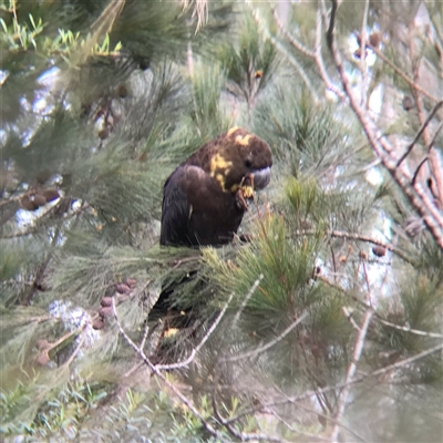 Calyptorhynchus lathami lathami (Glossy Black-Cockatoo) at Tallong, NSW - 11 Jul 2024 by GITM1