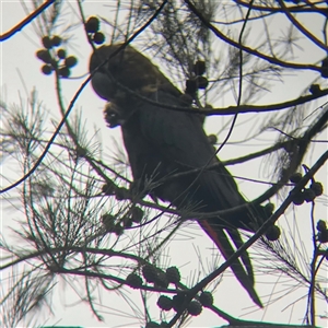 Calyptorhynchus lathami lathami at Tallong, NSW - suppressed