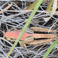 Praxibulus sp. (genus) (A grasshopper) at Captains Flat, NSW - 13 Dec 2024 by clarehoneydove