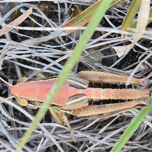 Praxibulus sp. (genus) (A grasshopper) at Captains Flat, NSW by clarehoneydove