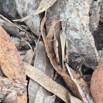 Cryptobothrus chrysophorus (Golden Bandwing) at Captains Flat, NSW - 13 Dec 2024 by clarehoneydove
