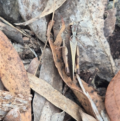 Cryptobothrus chrysophorus (Golden Bandwing) at Captains Flat, NSW - 13 Dec 2024 by clarehoneydove