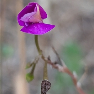 Unidentified Other Wildflower or Herb at Kalbarri, WA by HelenCross