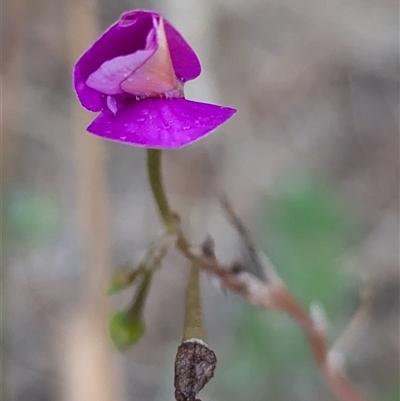 Unidentified Other Wildflower or Herb at Kalbarri, WA - 20 Oct 2024 by HelenCross