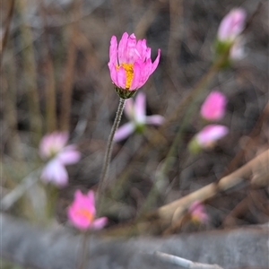 Unidentified Other Wildflower or Herb at Kalbarri, WA by HelenCross