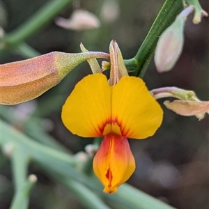 Unidentified Pea at Kalbarri, WA by HelenCross