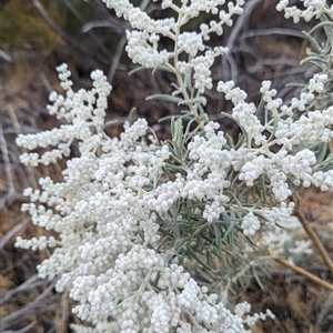 Unidentified Other Shrub at Kalbarri, WA by HelenCross