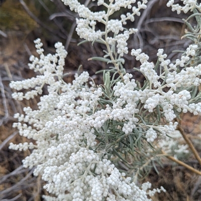 Unverified Other Shrub at Kalbarri, WA - 21 Oct 2024 by HelenCross